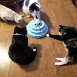 Interaktiivinen Aktivointitorni Kissalle | 3-tasoinen Pallokaruselli