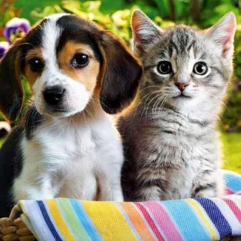 5D Timanttimaalaus 30x40 cm | Koira ja Kissa | Diamond Painting Setti