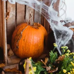 Keinotekoinen hämähäkinseitti ja 2 hämähäkkiä | Halloween-koriste 60 g