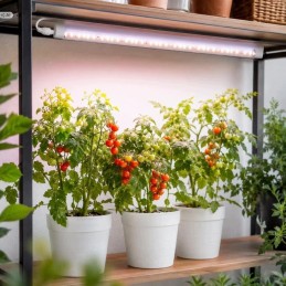 LED-kasvilamppu ja kasvivalo 60 cm | 15 W 4000 K kasvivalaisin